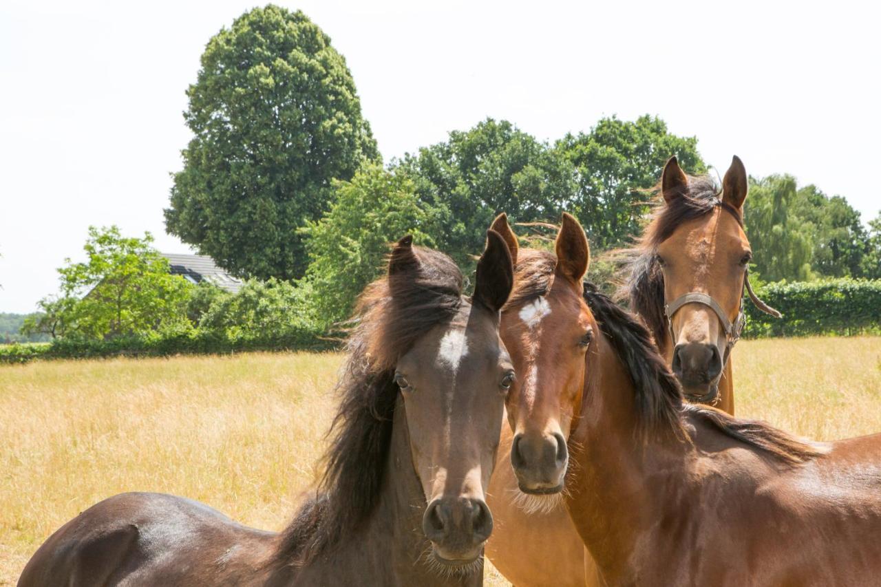 B&B De Nieuwenhof 'De Voorkamer' Melderslo Екстер'єр фото